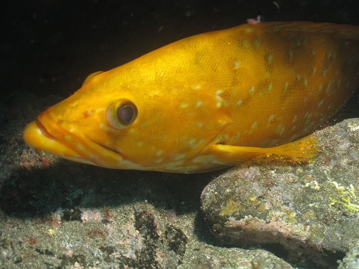 Recent Special or unusual sighting of Abade Capitan 
 in the El Cabrón Marine Reserve Gran Canaria