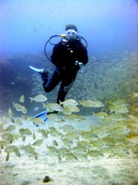 Een duiker die in een fish-ball met Roncadores, of bastard grunts zwemt