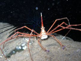 The arrowhead crabs are more active at night