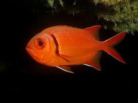 Black-bar soldierfish in Gran Canaria