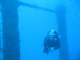 Ein Taucher schwimmt durch die Masten der Kalais, umringt von keinen Riffbarschen.