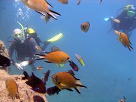 Das El Cabron Marine Reserve ist der beste Ort, um auf Gran Canaria Tauchen zu lernen