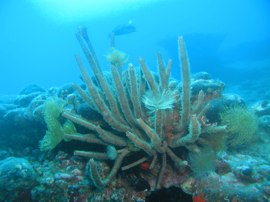 Este largo espirografo es una de las raras especies encontradas en la Baja de Pasito Blanco