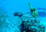 Un gallito come de las rocas cerca de los roncadores