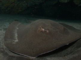 Cave dive with Stingray, Gran Canaria