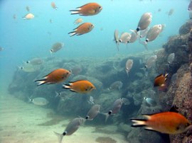 Atlantic Damselfish and Bream