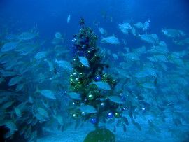 xmas diving gran canaria