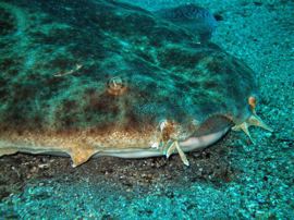 get close to the angel sharks when you dive in Gran Canaria