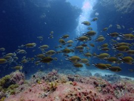 There's fish everywhere here - looking up through a shoal of roncadores