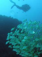 There are always big shoals of bream and damselfish on this dive