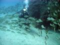 Dive gran canaria - above normal conditions