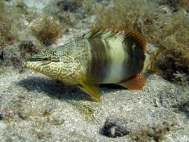 Gran Canaria -divers in the warm subtropical waters of the El Cabrón marine reserve