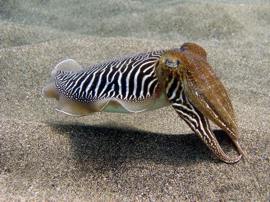 cuttleffish gran canaria