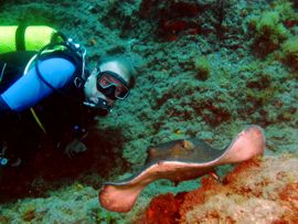 Gran Canaria Tauchplätze - Round Ray