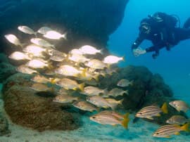 Shoal of Roncadors in Gran Canaria