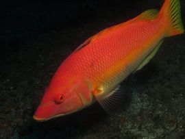 Barred Hogfish werden oft an der Punta de la Sal in Marine Reserve gefunden 