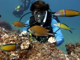 diving site with colourful wrasse