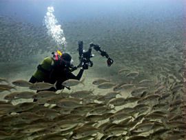 Damselfish shoaling on Cal Steps