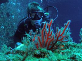 Gorgonia on the wreck of the Arona outside Las Palmas, Gran Canaria