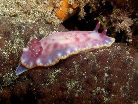 find nudibrachs while diving Gran Canaria