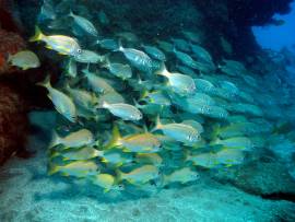 En otoño las condiciones de buceo son excelentes pudiendo a veces alcanzar la visibilidad los 30 metros.