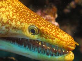 Moray eel in the Arinaga diving reserve Gran Canaria