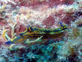 Un nudibranquio apacenta en la vegetación del Table Top