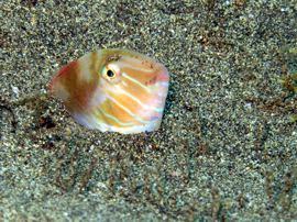 razorfish in the sand