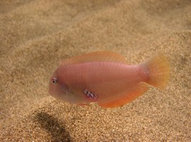 The razorfish can be found out in the sand where they hide if disturbed
