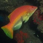 Barred Hogfish Underwater dive sites Gran Canaria