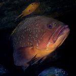 Dusky Grouper seen underwater in Gran Canaria