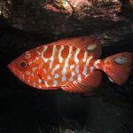 Glass-eye fish in cave in Arinaga, Gran Canaria