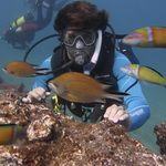 Scuba Diving Gran Canaria -Fish and Marine life on Reef