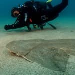 Angel Shark underwater Gran Canaria with Scuba Diver