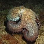 Octopus underwater during night dive in El Cabrón, Arinaga