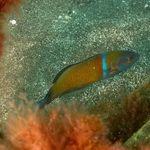 Scuba Diving with Turkish Wrasse in Gran Canaria