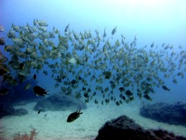 El cardumen de los roncadores puede hacer que una inmersión sea inolvidable en Gran Canaria