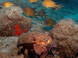 Underwater scuber divers in Arinaga can find this cape lobster