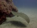 Latest special diving highlights and sightings
                          in the El Cabrón marine reserve in Gran Canaria are
                          updated every day