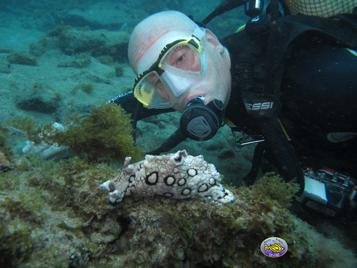 Seahare diving canary islands