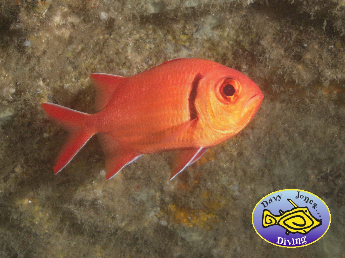 soldierfish diving canary islands
