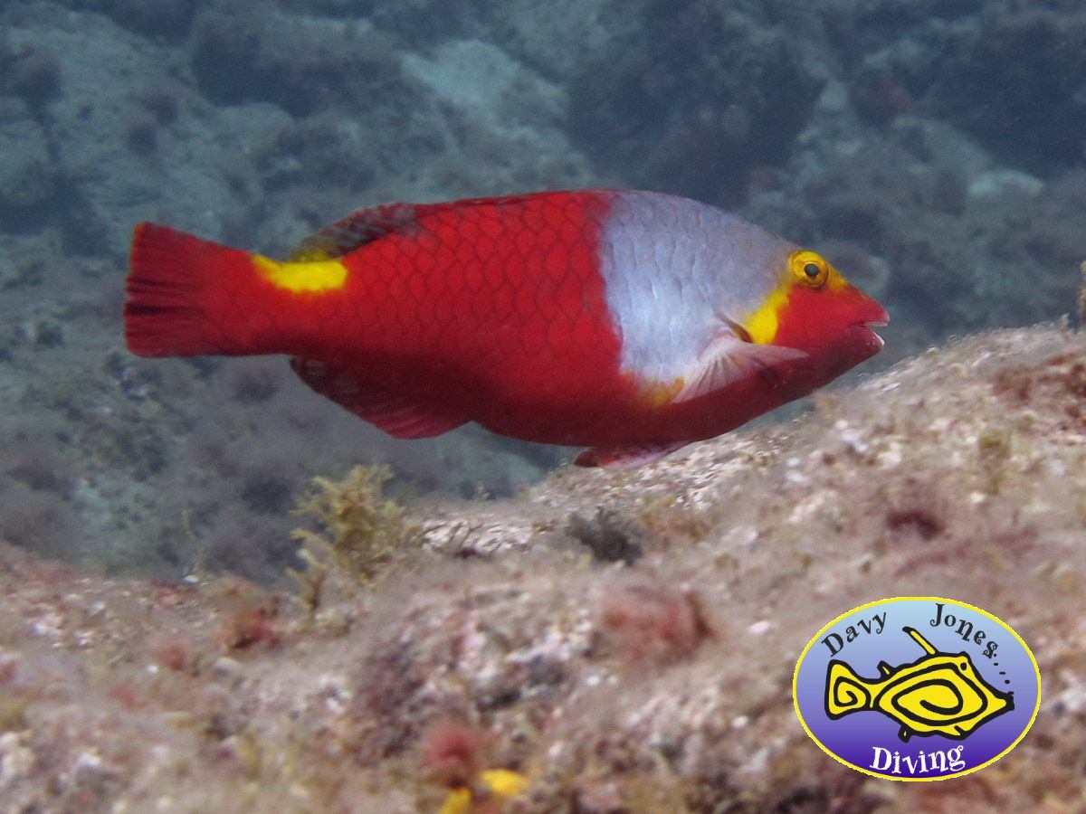 parrotfish diving canary islands