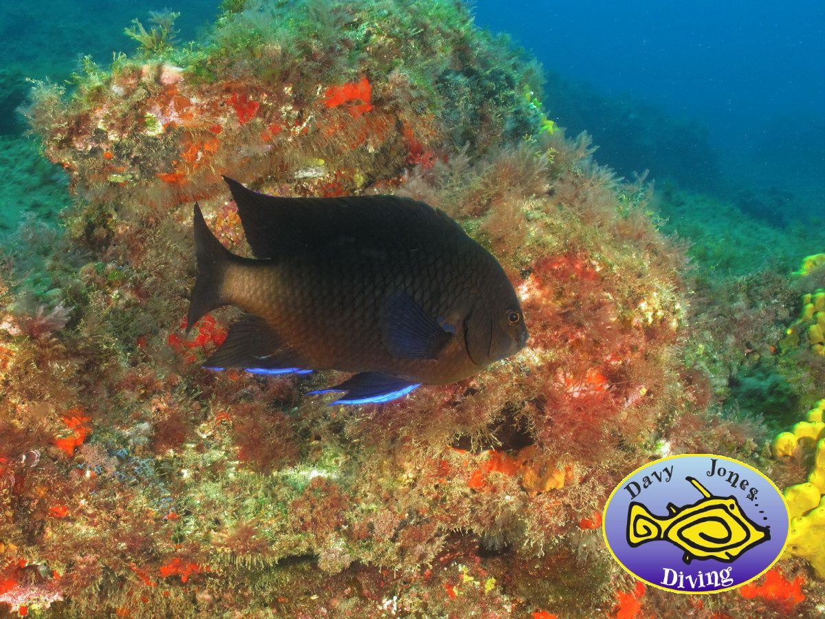 bluefin damselfish diving canary islands