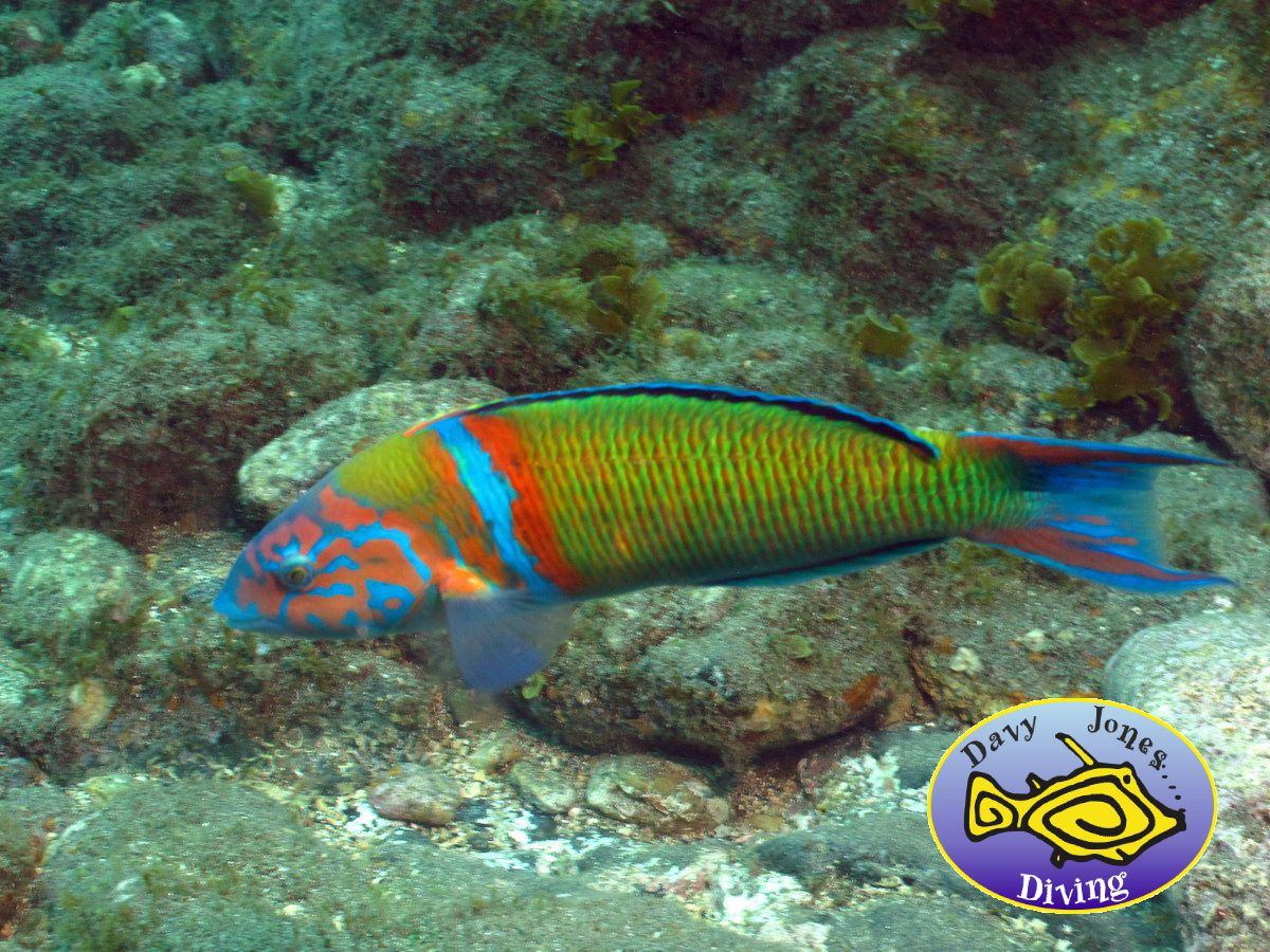 Turkish wrasse diving canary islands