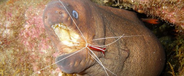 Ci sono tre tipi di murena nella riserva marina di Arinaga in Gran Canaria