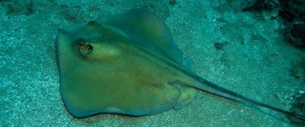 Comuni o yellow stingray in Gran Canaria