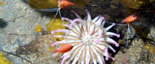 Giant anemone