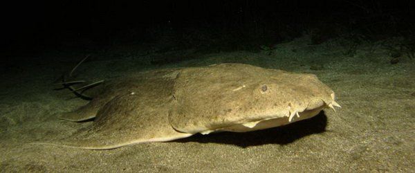 Angel shark found while scuba diving in Arinaga in Gran Canaria