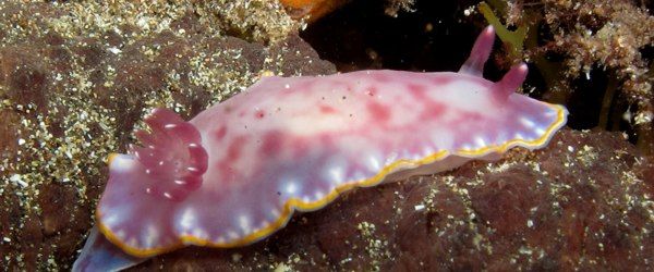 diving with nudibranch gran canaria