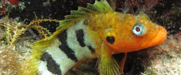 Hairy Blenny in the Canary Islands and Arinaga scuba diving